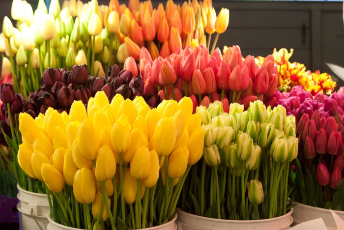 Продажа цветов: бизнес-план от А до Я